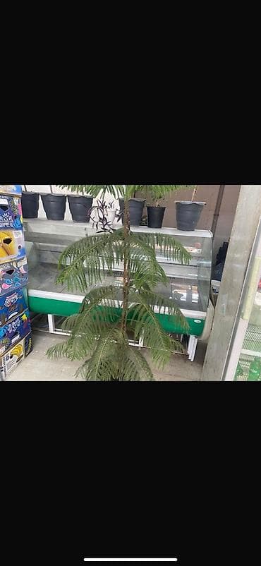 Vitrin soyuducu
400azn qiymet sondur
Lokbatan 5509 leli lalafo.az -da Vitrin soyuducu
400azn qiymet sondur
Lokbatan 5509 leli