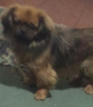 Птицы: Пекинес, 8 месяцев, Самка, Бесплатная доставка — 2