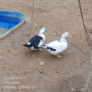 Gəmiricilər: Salam macar ördəklər bir erkəy iki dişi duşilər çox güman ki — 5