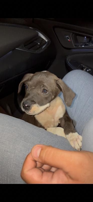 İtlər: Pitbul, 3 ay, Dişi, Peyvəndli, Ünvandan götürmə — 3