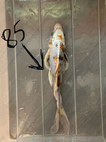 продажа аквариумных рыбок: Кои, Мирные — 2