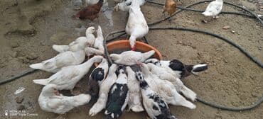 zumrud ordək: Məhsul: Muskovi (Hind) ördəkləri – müxtəlif rənglərdə sürü Təsvir: - — 4