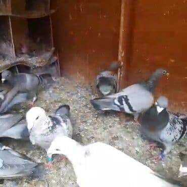 əbabil quşunun qiyməti: Göyərçinlər
cütü 35 AZN — 8