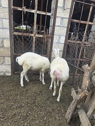 goyərcin satılır: Dişi, il: 1, 500 kq, Damazlıq, Ödənişli çatdırılma — 1