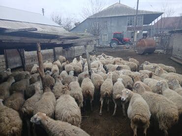 электрическая машинка для стрижки овец: Dişi, il: 5, 45 kq, Damazlıq, Südlük — 3
