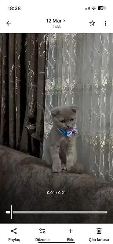 Salam ev pişiyi satılır erkekdir 5 aylıqdır iynesi vurulub yuvası her at lalafo.az Salam ev pişiyi satılır erkekdir 5 aylıqdır iynesi vurulub yuvası her