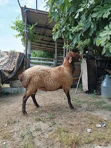 erkey quzu: Salam təmiz qala cinsi qoç satıram yaxşı iri heyvandı saxlanmalı — 9