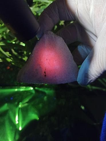 Xam Yaqut + Safir + Nadir Şpinel + Süd Kvarsı ? Flüoresans