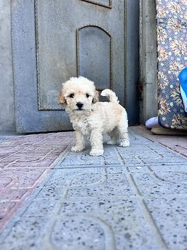 at satiwi: Pudel, 2 ay, Dişi, Sənədli, Pulsuz çatdırılma — 6