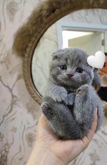 pişik cutləşdirilir: Şotland yastı qulaq — 2