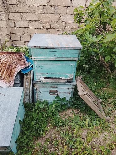 heyvan: Arı pətəkləri və avadanlıqları - Material: taxta korpus, sink/metal — 2