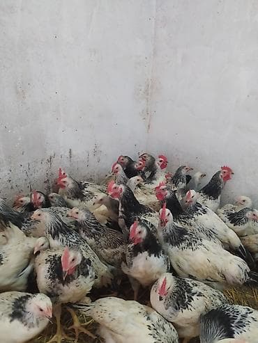 heyvan satisi sayti: Toyuq, Ətlik — 8