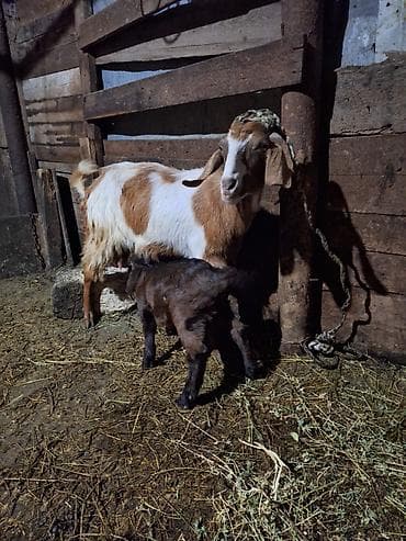 dişi pudel: Hələb keçdi balsı erkədi balada hələbdi südlü keçdi 2ci qarınıdı — 3