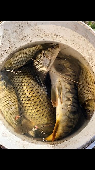 bulbulede satilan evler: 3 sot, Kənd təsərrüfatı, Mülkiyyətçi, Kupça (Çıxarış) — 2