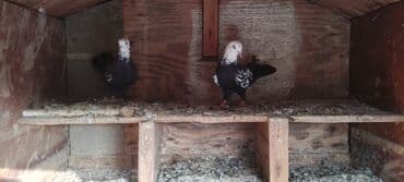 göyercin yuvası: Cüt dekorativ göyərçin - Növ: dekorativ/oynaq göyərçinlər - Rəng — 3