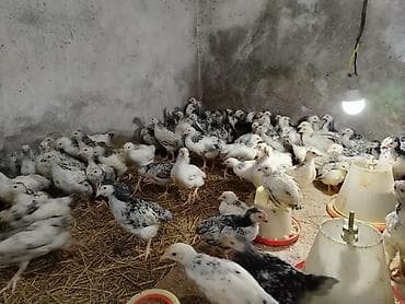 Toyuq cücələri, Ətlik
