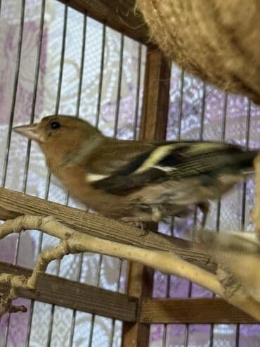 Gəmiricilər: Məhsul: Qafesdə cüt xonçayarpaq/quş (fringillid tipli ötmə quşları) — 1