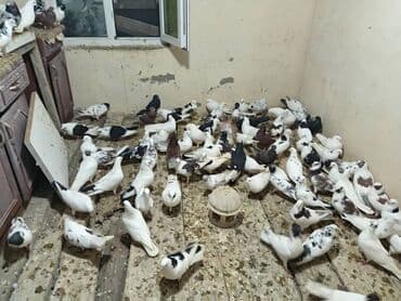 Попугаи: Salam aleykum 5 manatdan 10 manata kimi quslar kürdəxanı da di Vatsapa — 2