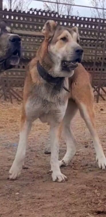 кавказская овчарка купить: Гурдбасар — 3