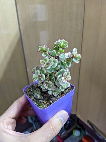 güller haqqında melumat: Sukkulentlər. Sağlam və dözümlü bitkilərdi. Uzun müddət susuz qala — 8