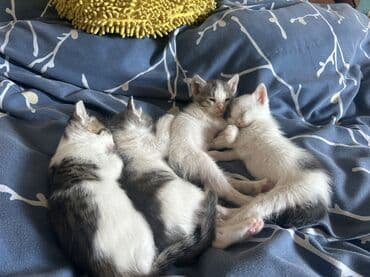 купить кота в баку: Самка, В добрые руки — 9