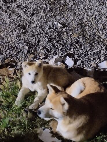 doberman qiymeti: Akita-inu, 4 ay, Dişi, Peyvəndli, Ünvandan götürmə — 4