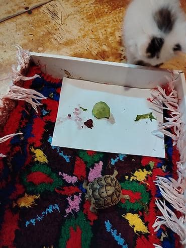 lalafo heyvanlar: Kiçik ölçülü quru tısbağa - Növ: Quru tısbağa (evdə saxlanıla bilən — 2
