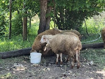 quzu: Erkək Qurbanlıq quzular satılır diri çəkisi 10manat 50qəpikdən qiyməti — 3