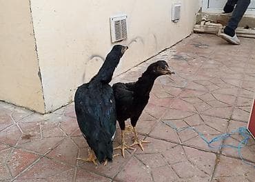 toyuq setkası: Toyuq, Damazlıq — 4