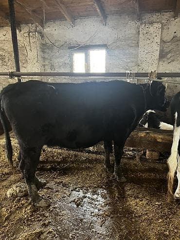 südlük inək cinsləri: Süd inəkləri– müxtəlif rəng çeşidləri (qara-ağ, qəhvəyi-ağ, tam qara) — 4