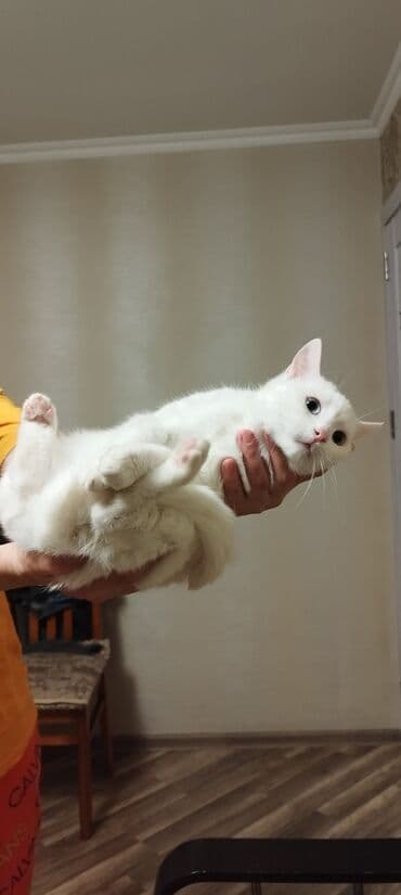 maraqli pişik adları: Dişi, Yaxşı əllərə, Ünvandan götürmə — 9