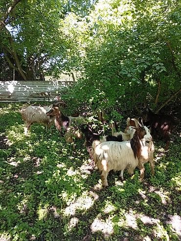 qu quşu və çöl qazı: Salam 5 keçi 5 çəpiş(2 erkək+3dişi).cavan keçilərdir.1 i əkiz — 5