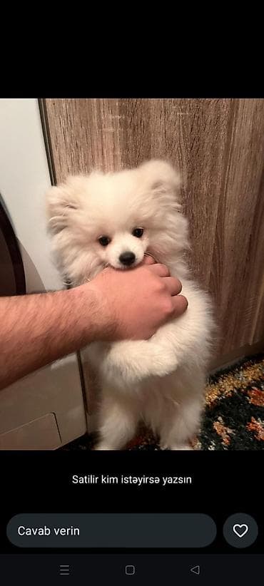 berde mal bazari 2020: Şpitz, 6 ay, Erkek, Peyvəndli — 1