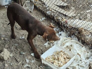 ucuz it satisi: 3 ay, Dişi, Peyvəndli — 3