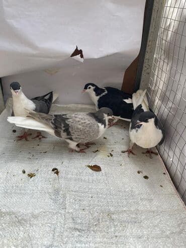 мейн кун купить в баку: 4 eded delfin göyercini sağlam heyvanlardir qiymet 60 manat qiymet 4 — 1