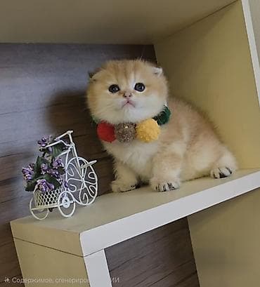 Ny11 erkək real alıcı naraht etsin adrese çatdırılma mümkündü isteye