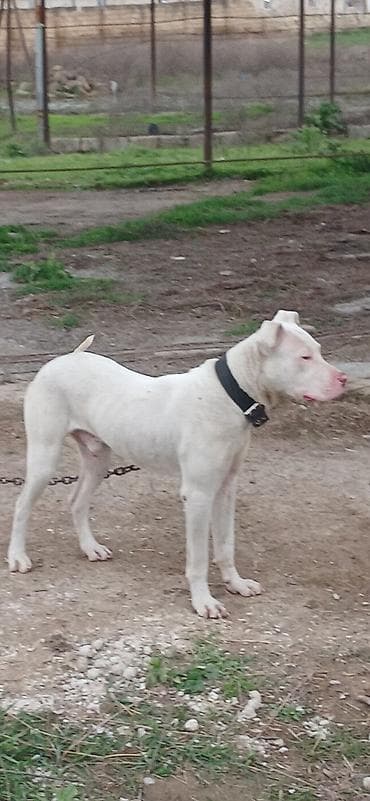 heyvan bazarı: Pitbul, 10 ay, Erkek, Peyvəndli — 2