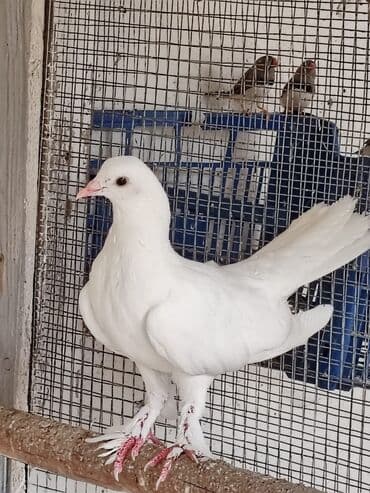 göyercin: Sadə göyərçinlər satılır. 4 ədəd qalıb. Biri 5 AZN — 4