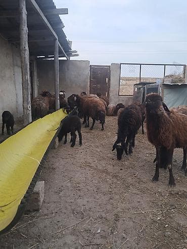 hamster satis: 7 eded yani balali morkaraman qoyunlari satilir — 2