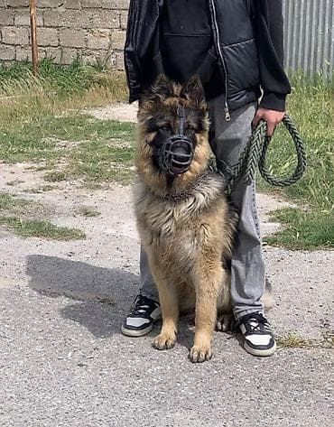 alman avcarkasi satilir: Alman çoban iti, Peyvəndli — 3