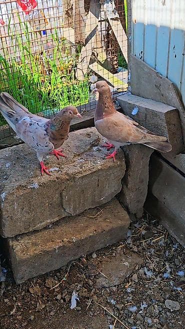 lal ordək yumurta: Məhsul: Ev göyərçinləri (cüt) Təsvir: - Şəkillərdə görünən iki ədəd — 3