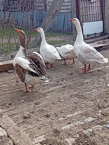 inek bala: Dişi, Damazlıq — 3