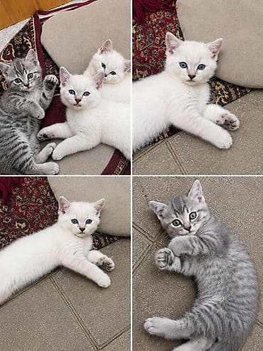 erkey pisik adlari: Balalar təmiz cinsdi və tam sağlamdırlar satılır 200 manat😍 Əlaqə — 2