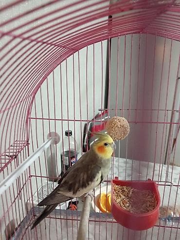Nimfa papağanı (Cockatiel)korella – qəfəs və aksesuarlarla birlikdə -