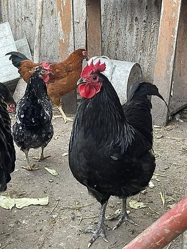 Satlıq xoruz – qara rəngli, iri gövdəli, parlaq tüklü. - Cins: yerli