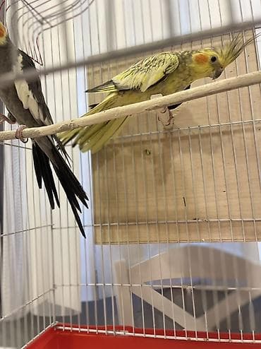 quş damı: Nimfa (Cockatiel) cütlüyü və qəfəs dəsti Məhsul təsviri: - 2 ədəd — 7