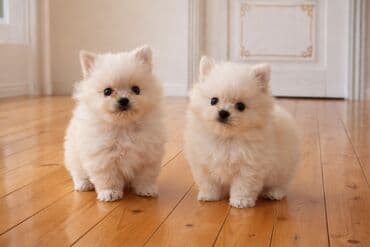 maltez it: Şpitz, Peyvəndli — 1