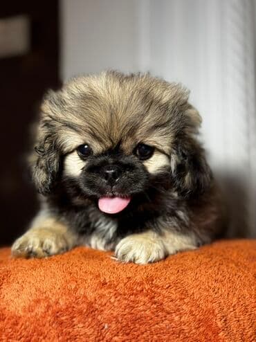 Pekines, 3 ay, Erkek, Peyvəndli, Ünvandan götürmə
