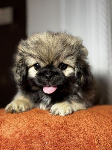 pekinesin qiymeti bazarda: Pekines, 3 ay, Erkek, Peyvəndli, Ünvandan götürmə — 1