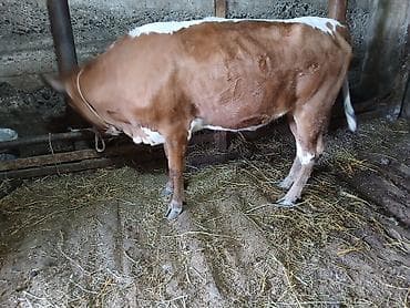 iri buynuzlu heyvan: Ətlik kök dişi dana.Ünvan:Berde rayon — 1